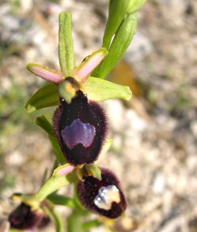 Oprys bertoloniiformis